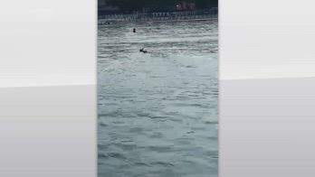 Sestri Levante, comandante salva capriolo in mare